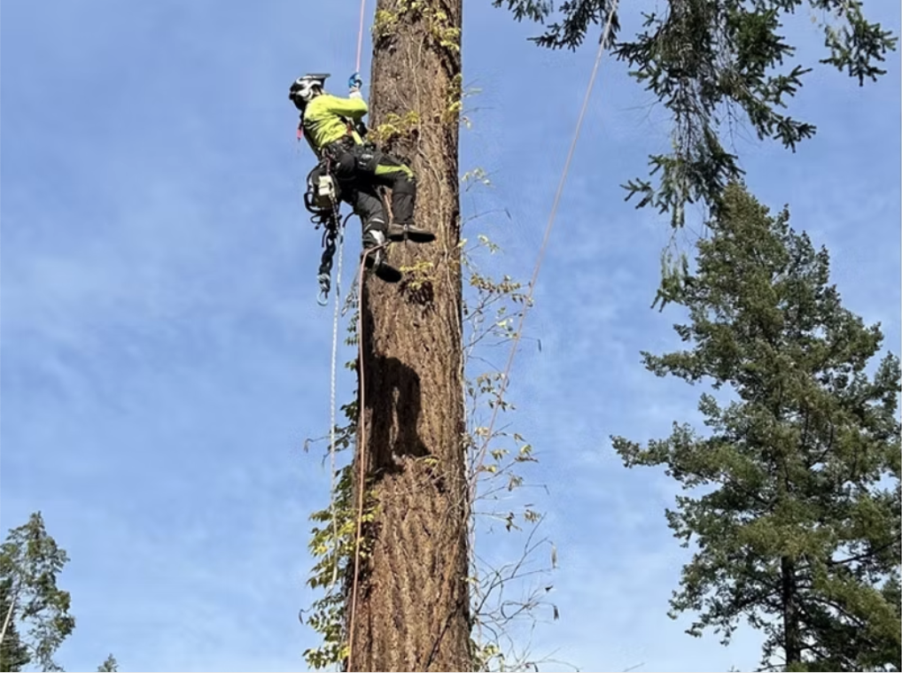 Professional tree service work
