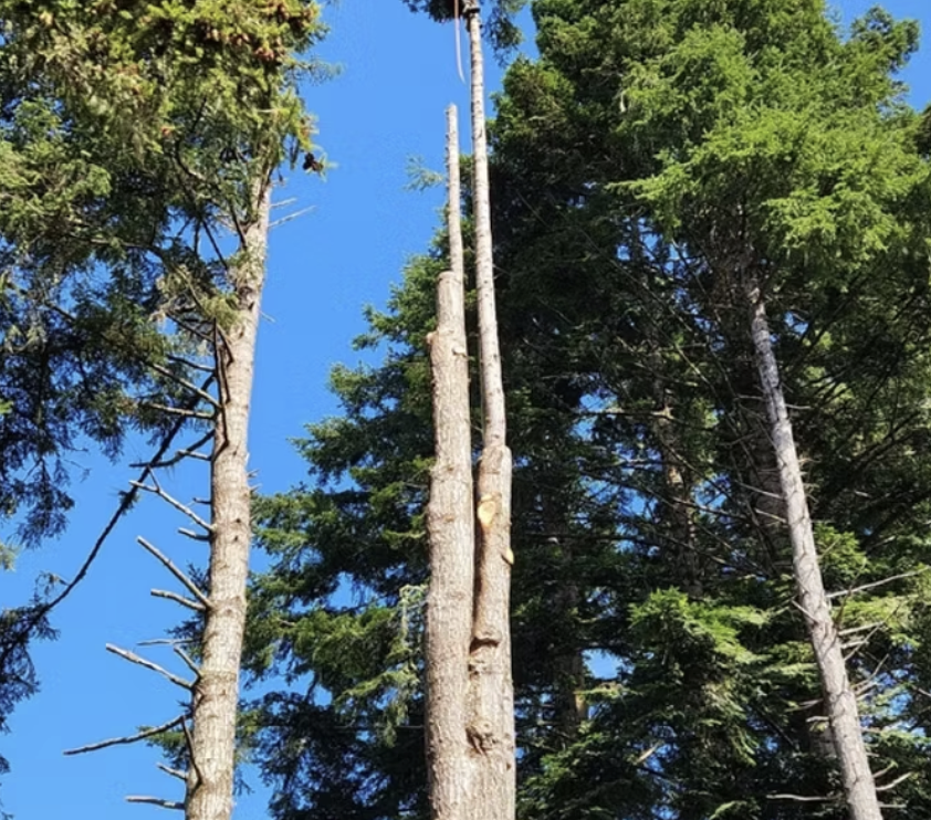 Professional tree service work